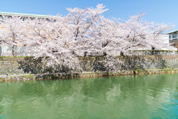 Obraz na płótnie Canvas 京都の春の風景　満開の桜　京都　日本