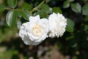 白いばら「ファビュラス」の花のアップ