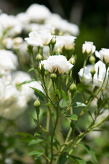 白いばら「ファビュラス」の花のアップ