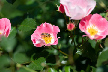 ピンク色のばらの花の蜜を吸うミツバチ