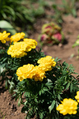 黄色いフレンチマリーゴールドの花