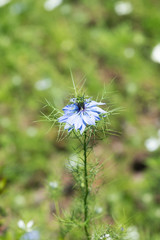 青いニゲラの花のアップ