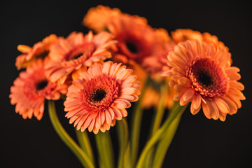 bouquet with beautiful orange gerbera flowers, isolated on black