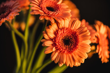 bouquet of orange gerbera flowers, isolated on black