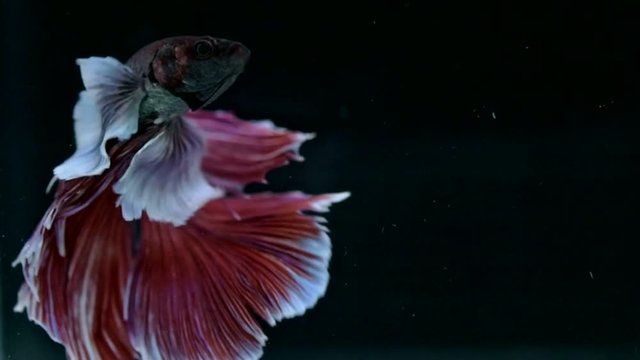 Red BigEar Betta fish (Siamese fighting fish) movement in slow motion black background