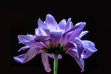 close up of blooming violet flower, isolated on black