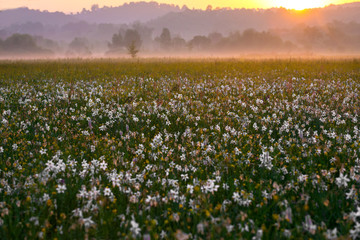 Amazing sunset over the field of beautiful wild daffodils