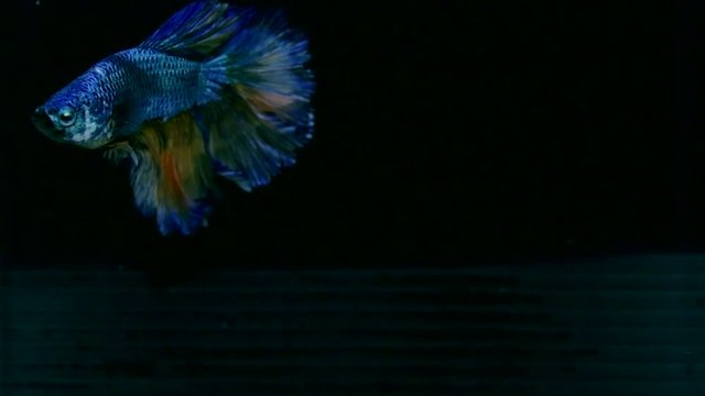 Colorful Betta fish (Siamese fighting fish) movement in slow motion black background