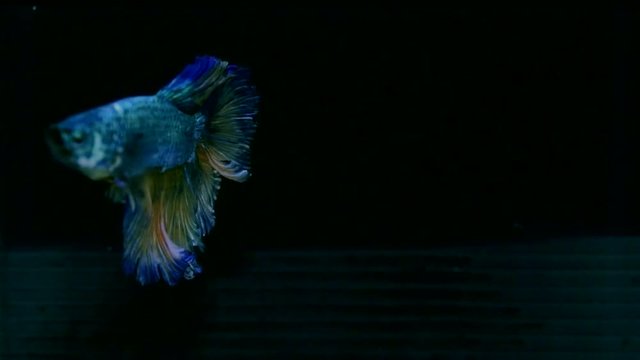 Colorful Betta fish (Siamese fighting fish) movement in slow motion black background