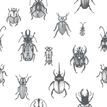 Sketch illustration of a vector bugs. Ornament with bugs.
