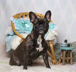 French bulldog sitting in domestic room, portrait