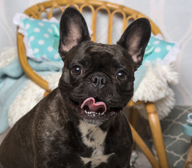 French bulldog sitting in domestic room, portrait