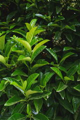 Fototapeta premium Beautiful leaves of tropical plants in garden and park. 