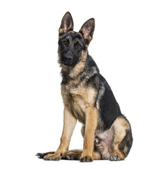 German Shepherd dog looking at camera against white background