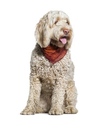 Portuguese Water Dog sitting in studio against white background