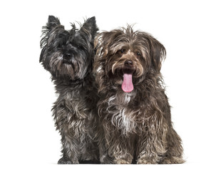 Mixed-breed dogs sitting together against white background