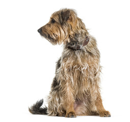 Mixed-breed dog looking away against white background