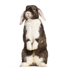 Fototapeta premium Rabbit sitting on hind legs against white background