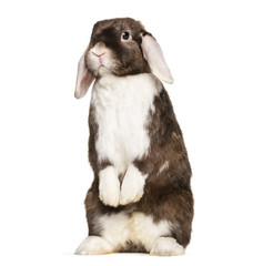 Fototapeta premium Rabbit looking at camera, on hind legs against white background