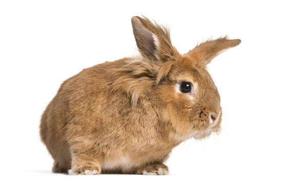 Brown rabbit looking at camera against white background