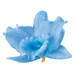A light blue cyan orchid flower, isolated white background. Flower bud close-up. Element for design.