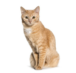 Mixed-breed cat sitting against white background
