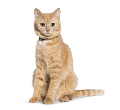 Mixed-breed Cat Sitting And Looking At Camera Against White Background