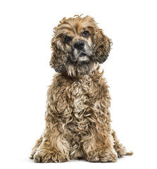 Brown Mixed-breed dog in portrait against white background