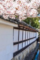 京都の春の風景　満開の桜　京都　日本