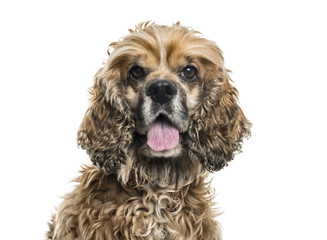 Brown Mixed-breed dog in portrait against white background