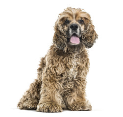 Brown Mixed-breed dog sitting and panting against white background