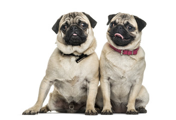 Pug dogs sitting together against white background