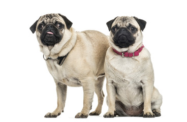 Pug dogs sitting together looking at camera against white backgr