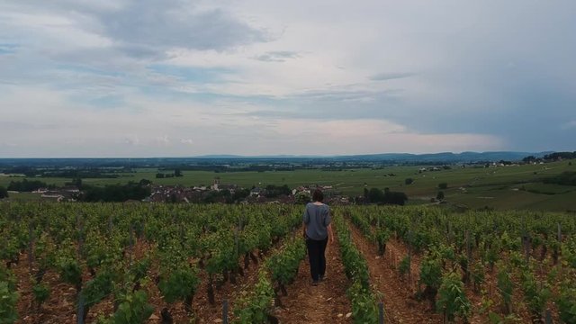 travail dans les vignes