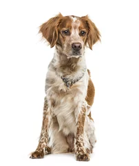 Tuinposter Hond Brittany dog sitting against white background
