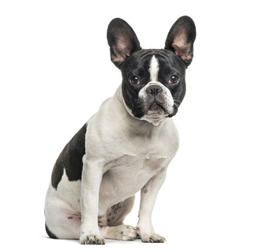 French bulldog looking at camera against white background