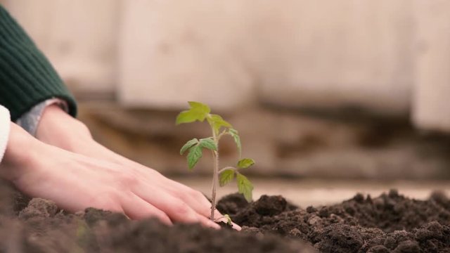 Hands of farmer growing and nurturing tree growing on fertile soil with green and yellow background, nurturing baby plant, protect nature.