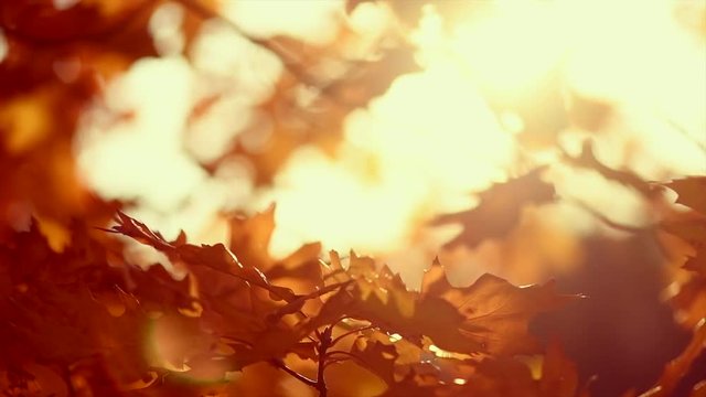 Autumn leaves swinging on a tree in autumnal park. Fall. Slow motion. 3840X2160 4K UHD video footage