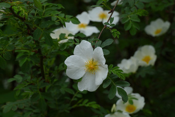 Obraz na płótnie Canvas white rose