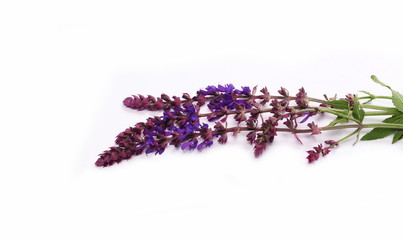 Obraz premium Purple wildflowers, mint flowers isolated on white background
