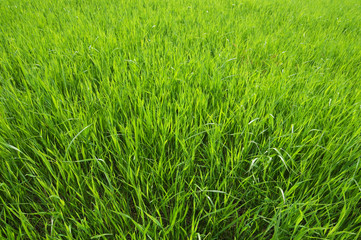 Green grass background. Focus on foreground.
