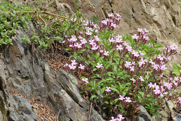 wild pink mountain blossom