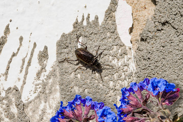 Blue primrose medicinal plant near the old wall with a black beetle, close-up
