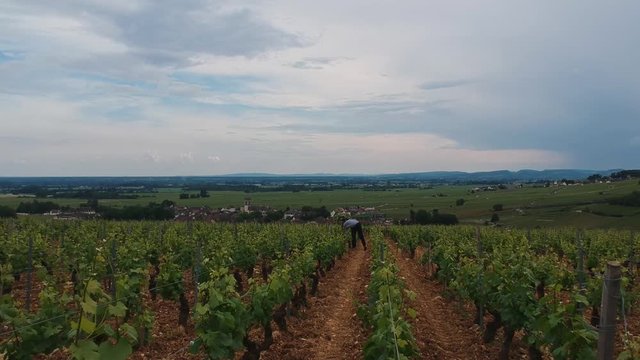 travail dans les vignes