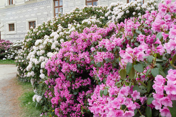 rhododendron floret