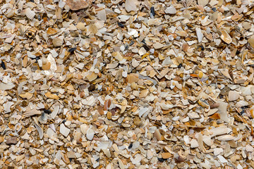 Shells on the beach
