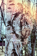 Growth on the trunk of birch, cap, birch plant disease
