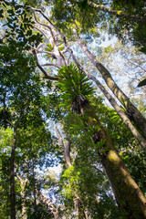 Plant details in a forest in Brisbane, Australia