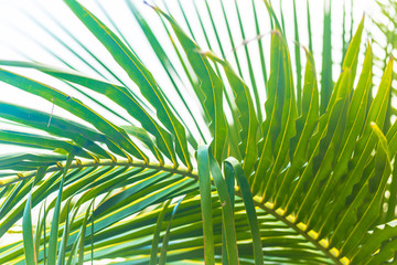 Close up green palm leaves