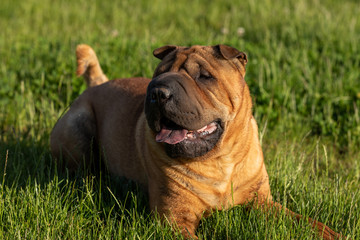 Sharpei Dog Animal